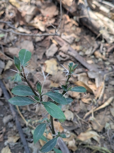 Porcupine Flower (Barleria prionitis)