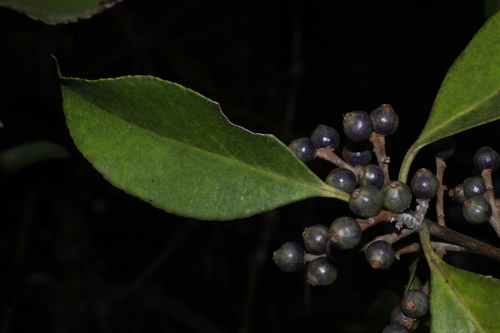 Symplocos cochinchinensis, photograph 3