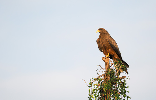 Yellow-billed Kite
