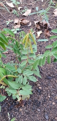 Indigofera baileyi