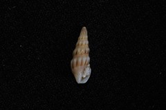 Austrodrillia angasi