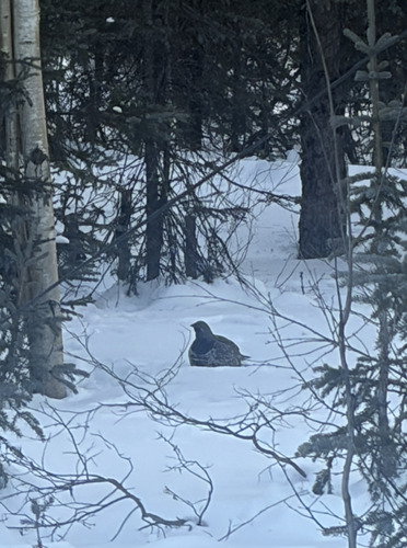 Spruce Grouse