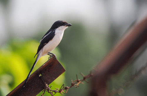 Northern Fiscal