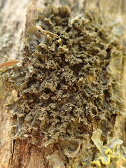 Leptogium denticulatum