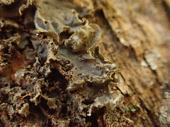 Leptogium denticulatum