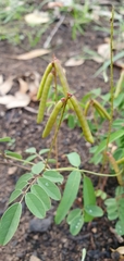 Indigofera baileyi