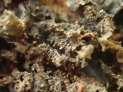 Leptogium denticulatum