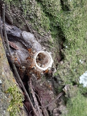 Tetragonisca angustula