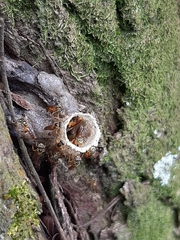 Tetragonisca angustula