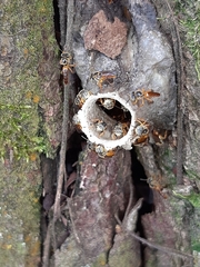 Tetragonisca angustula