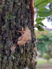 Cicadidae