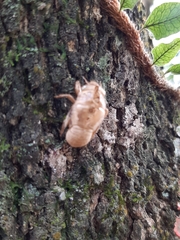 Cicadidae