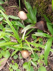 Agaricales
