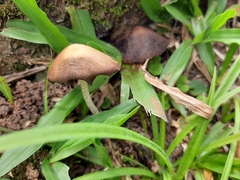 Agaricales