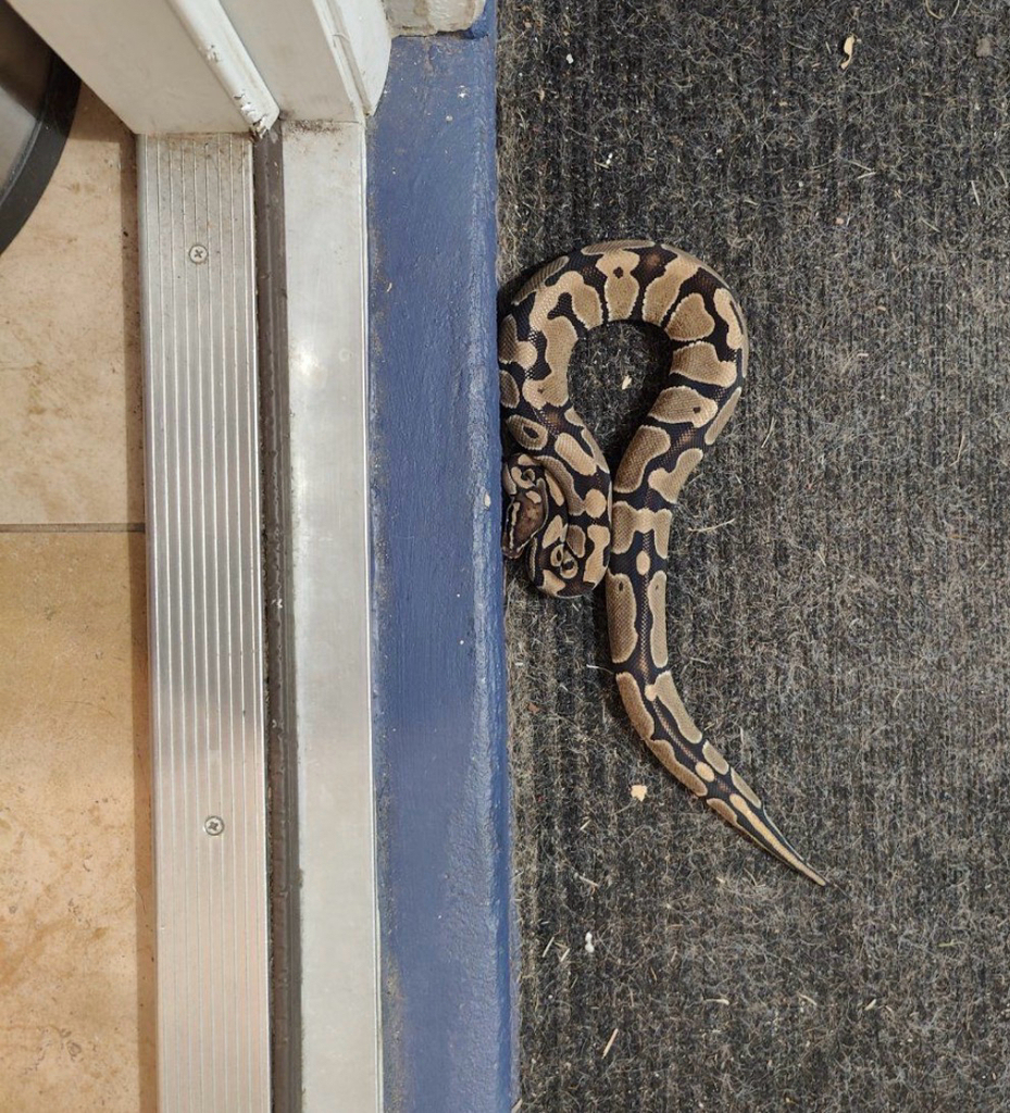 Ball Python from Country Ln, Dunedin, FL, US on March 25, 2026 at 11:06 ...