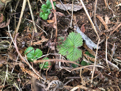 Fragaria hayatae