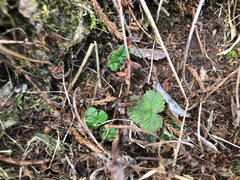 Fragaria hayatae