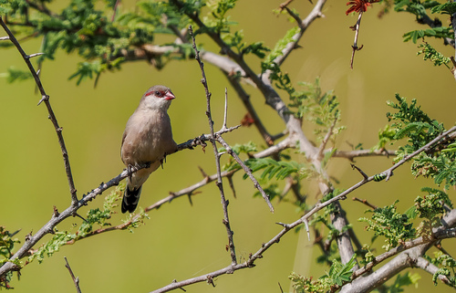 iNaturalist image