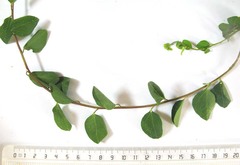 Cissampelos capensis