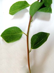 Cissampelos capensis