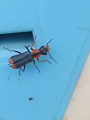 Cyrtosus christophi