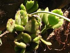 Cotyledon tomentosa