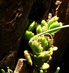 Cotyledon tomentosa