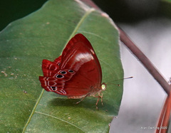 Abisara geza