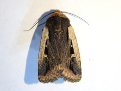 Proteuxoa tortisigna