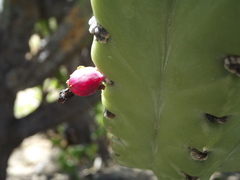 Myrtillocactus cochal