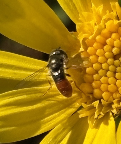 Unknown species found near La Roda Ave, Los Angeles, CA, US