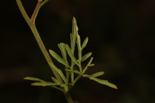 Erucaria hispanica, photograph 3