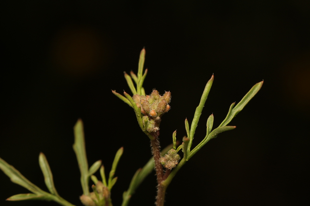 Erucaria hispanica; photograph (c) Chaym Turak, some rights reserved (CC BY-SA)