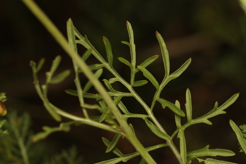 Erucaria hispanica, photograph 2