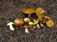Suillus mediterraneensis