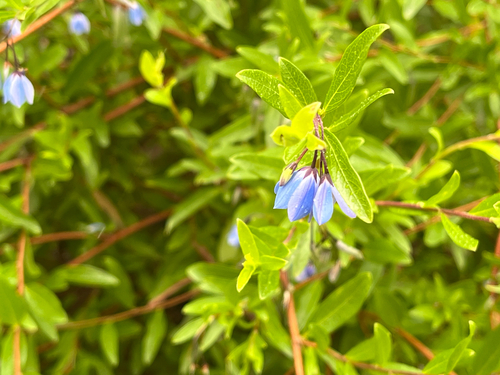 Australian Bluebell (Billardiera fusiformis)
