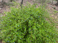 Billardiera fusiformis, photograph (c) Evelyn Z, some rights reserved (CC BY-SA)
