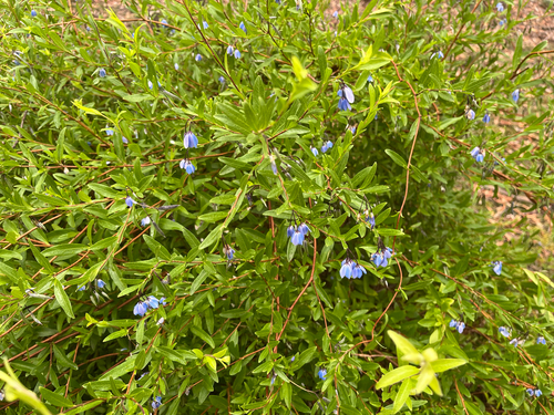 Billardiera fusiformis, photograph 6