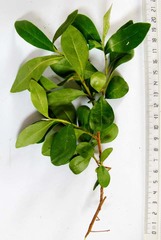 Diospyros dichrophylla