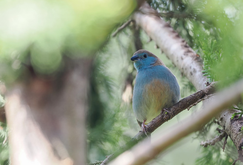 Red-cheeked Cordonbleu
