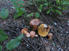 Suillus tridentinus