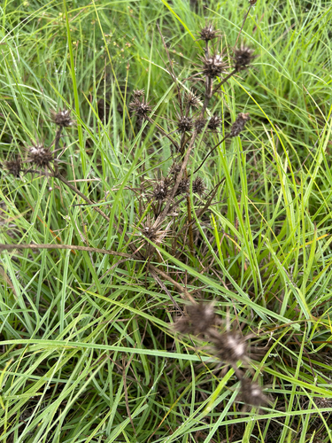 Eryngium ovinum observed 2026-03-26