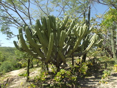 Myrtillocactus cochal