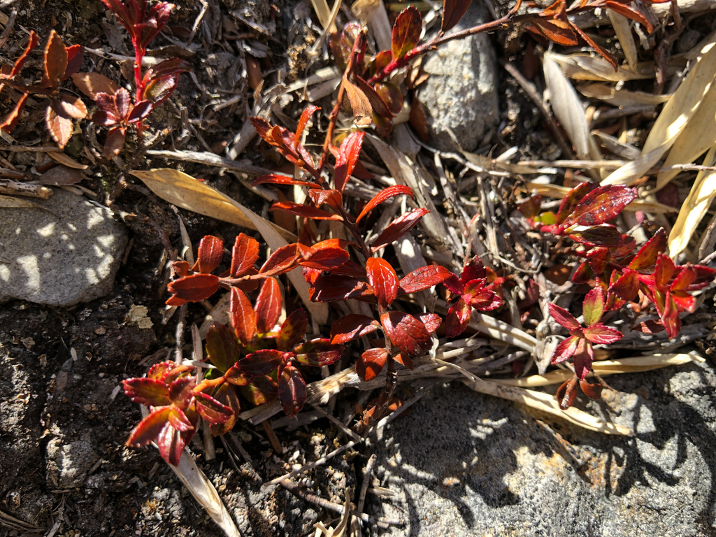 Gaultheria borneensis