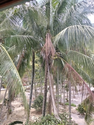 Cocos nucifera