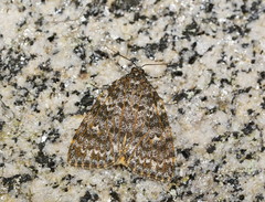 Parelictis saleuta
