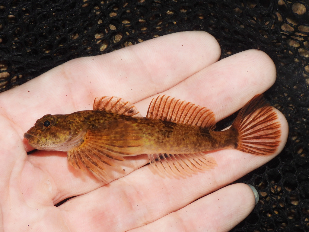 Black Sculpin