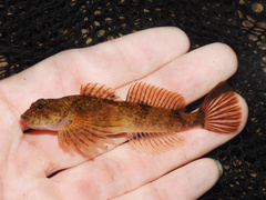 Black Sculpin photo 1