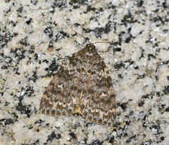 Parelictis saleuta