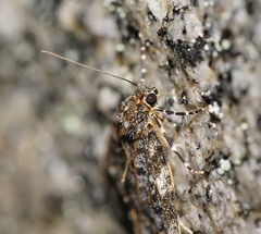 Parelictis saleuta